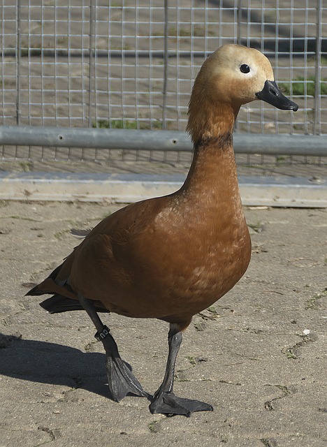 平衡